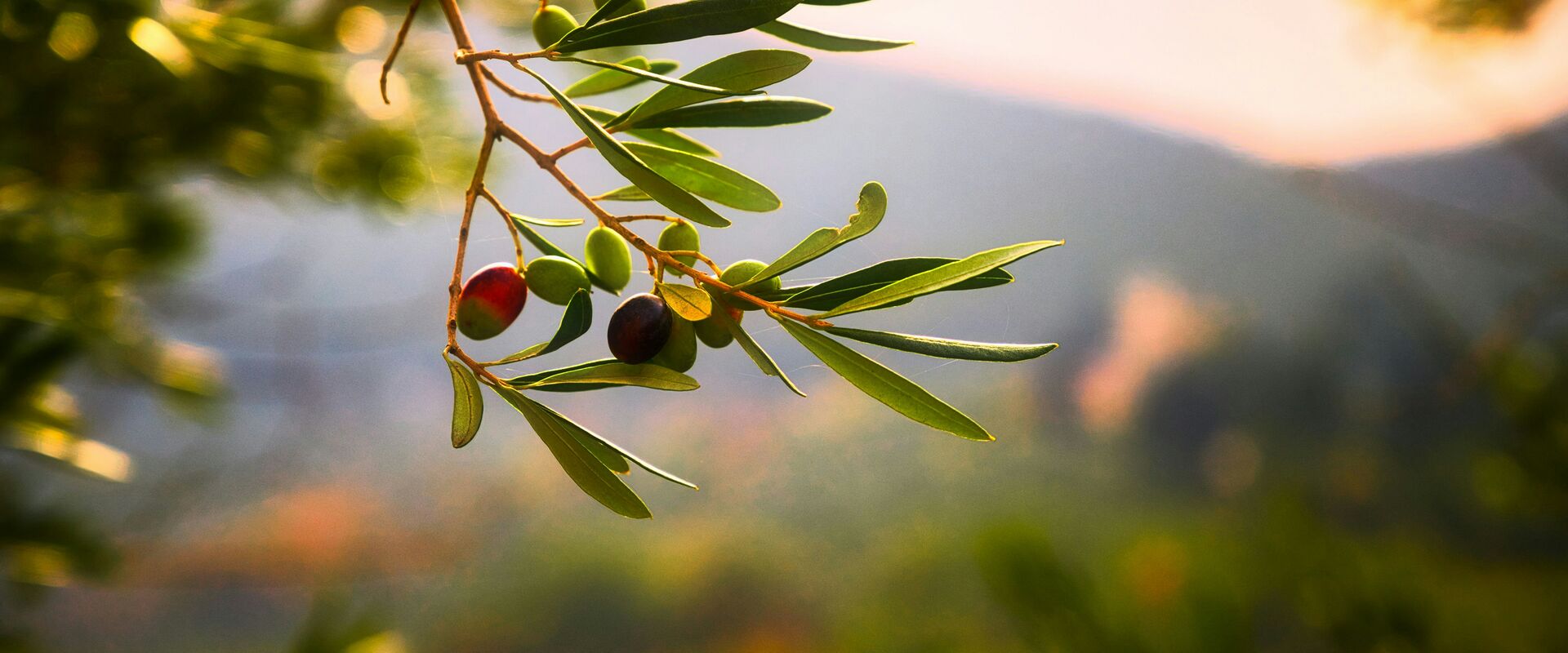 Olio Evo di Limone sul Garda 